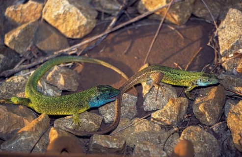 Green lizard, Lacerta viridis, emerald lizard, critters, lizards, lizard, FFH, adolescent,