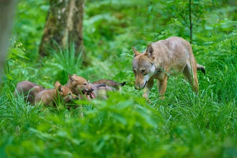 Wolves with their cubs, surrounded by green woodland, summer, wolf (Canis lupus), Germany