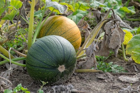 Pumpkins in a field, Münsterland, North Rhine-Westphalia, Germany