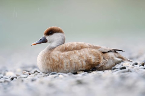 Red-crested Pochard (Netta rufina), female resting on the shore, Lake Constance, Baden-Württemberg,