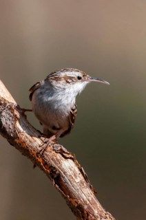 Certhia brachydactyla, horticultural tree runner, short-toed treecreeper, tree runner, birds, high