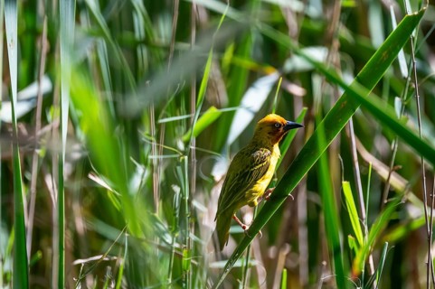 Cape Weaver Bird (Ploceus capensis), Addo Elephant Park, South Africa