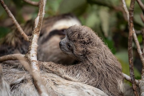 Close up of a cute baby three-toed sloth (Bradypus variegatus) resting on its mother's belly.