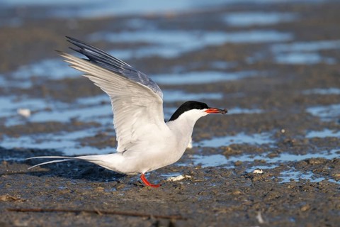 Common Tern (Sterna hirundo), Texel, Netherlands