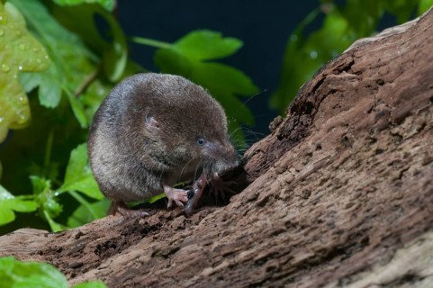 Common shrew, insectivora, insectivora, sorex araneus, wood shrew, mammals, shrew, mammals