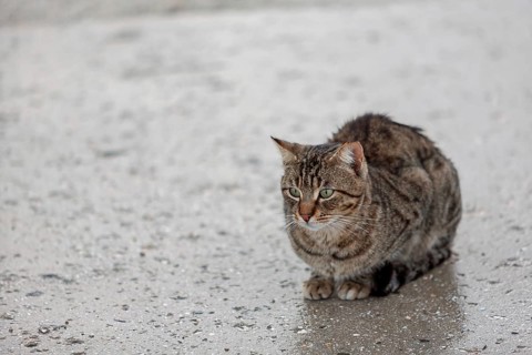 Domestic cat (Felis silvestris catus) in the rain, Cyprus