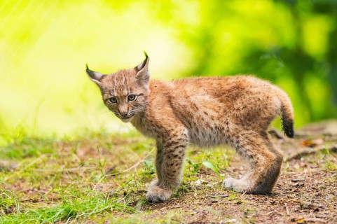 Eurasian lynx (Lynx lynx) youngster (cub) standing in a forest, Bavaria, Germany