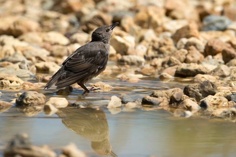 Star, Starling, Sturnus Vulgaris, Bath, Bird Bath, Birds, Adolescent, Juvenile, Passeri, Songbirds,