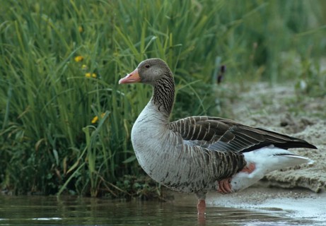 Anser Anser, Greylag or Graylag Goose, Grelag Goose, Anatidae, Birds, Duckbirds, Goose, Geese, Leo,