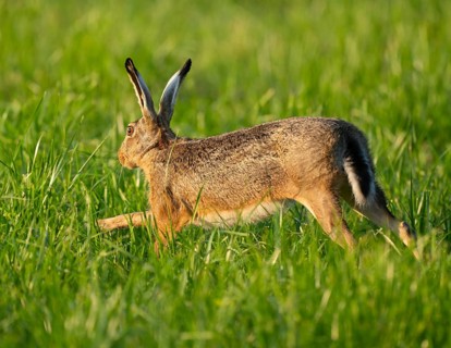 European hare (Lepus europaeus) running across a green meadow, wildlife, Lower Saxony, Germany