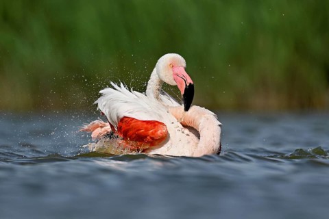 A greater flamingo (Phoenicopterus roseus) bathing in a pond, Camargue Regional Nature Park,