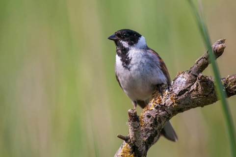 Emberiza schoeniclus, reed bunting, birds, male, passeri, songbirds, songbirds, birds