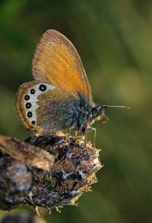 Alpine haybutterfly, alpine meadowbird, alpine heath, coenonympha Gardetta, Slovenia, Triglav