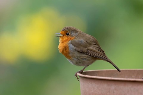 European robin (Erithacus rubecula) adult garden bird singing on a plant pot in spring, England,