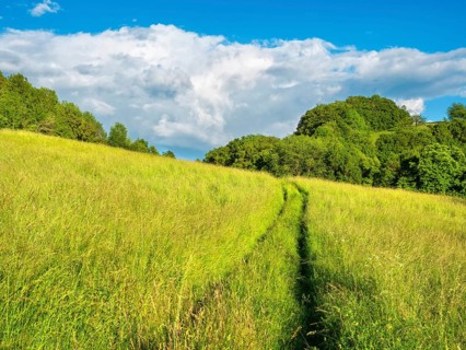 Hiking trail through a high, species-rich meadow under a blue sky with stormy clouds in spring,