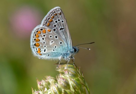 Common blue, common blue, crested blue, polyommatus icarus, blue, butterfly, insects, butterfly,