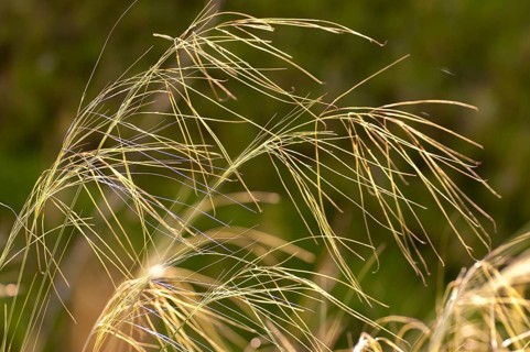 Dwarf feathergrass, hairgrass, hairy feathergrass, pingrass, poaceae, stipa capillata, sweet