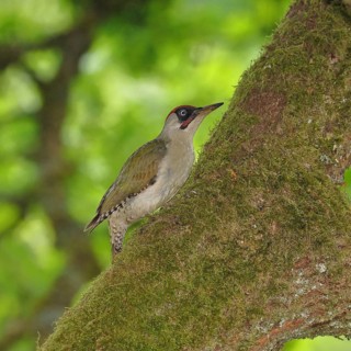 Male green woodpecker (Picus viridis), perched on a moss-covered tree trunk, wildlife, woodpeckers,