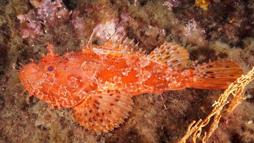 A red scorpionfish (Scorpaena scrofa) lies on the seabed amongst the corals, at the Giens Peninsula