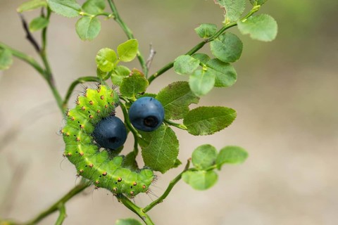 Emperor Moth, Little Peacock Eye, Saturnia Pavonia, Butterfly, Inchworm, Insects, Moths, Moths,