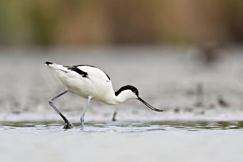 Avocet (Recurvirostra avosetta), standing in shallow water whilst foraging, Camargue Regional