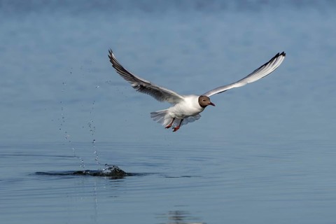 A black-headed gull (Chroicocephalus ridibundus) fails in its attempt to catch young herring