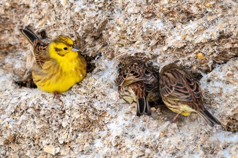 Emberiza citrinella, goldammer, yellowhammer, birds, female, male, passeri, songbirds, songbirds,