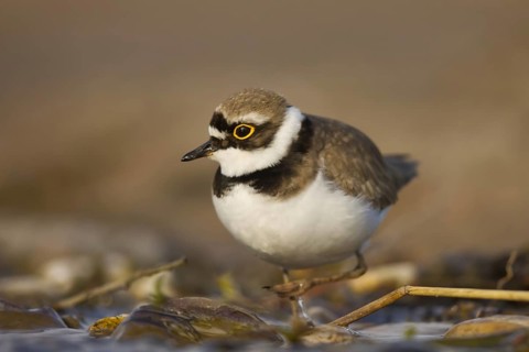 Little Ringed Plover (Charadrius dubius) female foraging, North Rhine-Westphalia, Germany