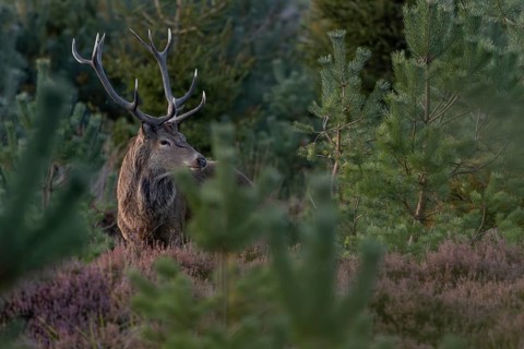 The red deer (Cervus elaphus) in the heather (Calluna vulgaris) listens attentively to an opponent