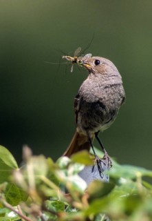 Black redstart, house redtail, Phoenicurus ochruros, birds, feeding, female, feeding, leo, passeri,