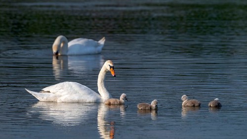 Mute swan (Cygnus olor), parents with four cygnets, Großwilfersdorf Nature Reserve,