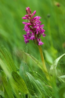Broad-leaved fingerroot, broad-leaved marsh orchid, dactylorhiza majalis, orchid herb, orchidaceae,