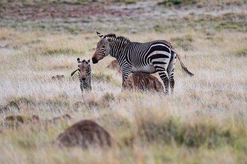 Cape Mountain Zebra (Equus zebra zebra), mother with foal, Mountain Zebra National Park, Eastern