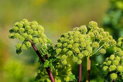 Medicinal angelica or Garden angelica (Angelica archangelica), Iceland