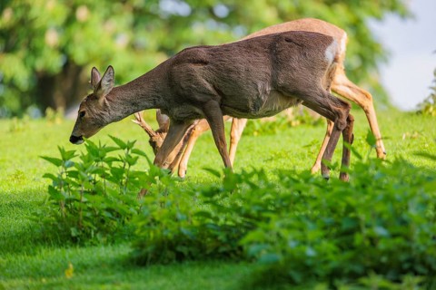 A female and a male roe deer (Capreolus capreolus) walk across a green meadow dotted with nettle