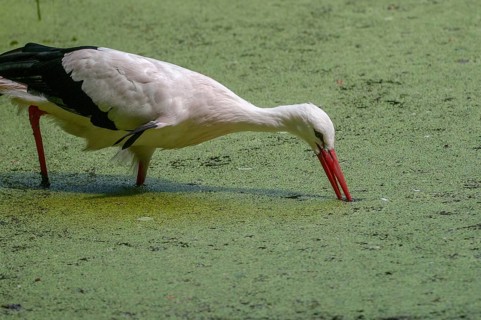 Ciconia ciconia, white stork, birds, ciconiiformes, walking birds, stork, stork, stork, storks,