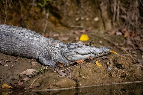Swamp crocodile, mugger (Crocodylus palustris) on a riverbank, Rapti River, jungle, Chitwan