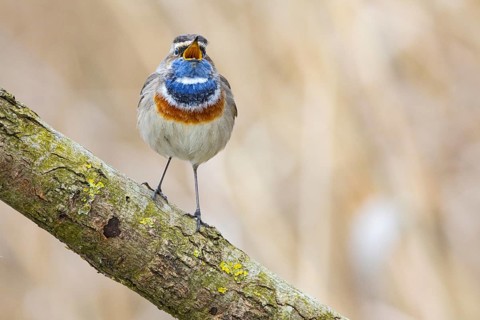 Bluethroat (Luscinia svecica cyanecula) ml Germany