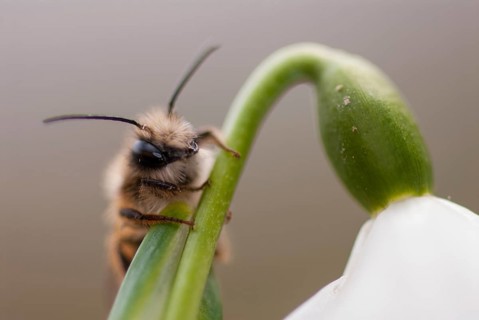 Apidae, bees, hymenoptera, osmia bicornis, osmia rufa, red mason bee, red mason bee, spring,