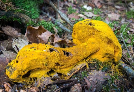 Apiocrea chrysosperma, ascomycota, bolete eater, bolete mould, golden hypomyces mold, golden yellow