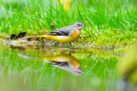 Grey Wagtail (Motacilla cinerea) hunting at a little lake in a swamp, wildlife, Germany