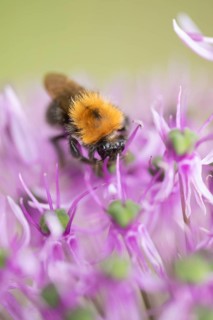 Tree bumblebee (Bombus hypnorum) adult bee insect feeding on a garden purple Allium flower in