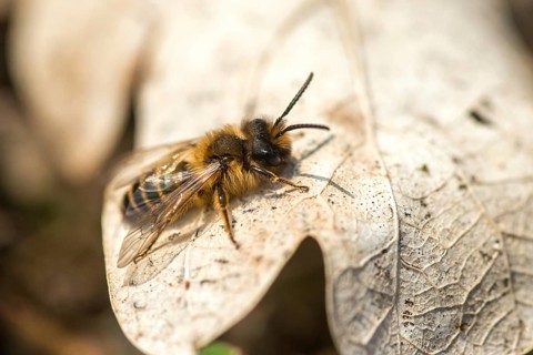 Andrena cf. nigroaenea, Andrena nigroaenea, apiformes, bees, buffish mining bee, ore-colored sand