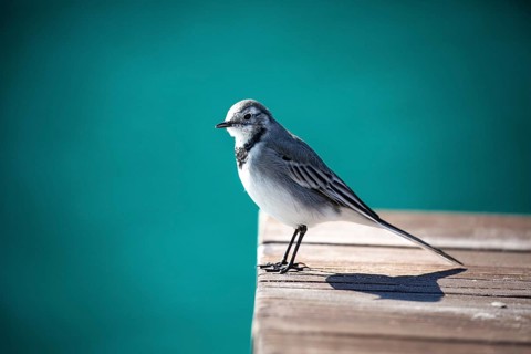 A small bird perched on a wooden jetty against a turquoise background, white wagtail (Motacilla