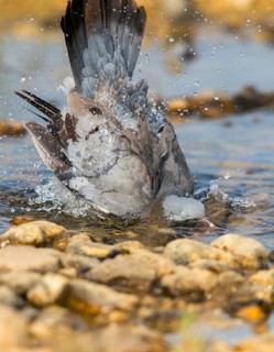 Columba oenas, hollow dove, stock pigeon, bath, bathe, bird bath, birds, columbidae, doves, high