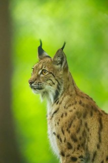 Eurasian lynx (Lynx lynx) in a forest, portrait, Bavaria, Germany