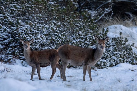 A red deer (Cervus elaphus) and its fawn search for food beneath the snow, winter, snow, cold, hard