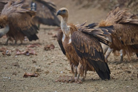 A group of vultures on earthen ground, with the central vulture with outstretched wings, griffon