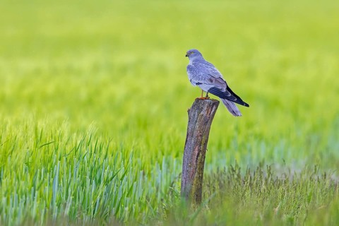 Montagu's harrier (Circus pygargus) adult male perched on old wooden fence post in wheat field,