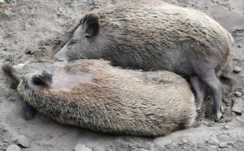 Two wild boars (sus scrofa) resting next to each other in the forest, ying yang, Decin Zoo,